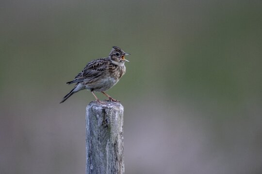 Skylark (Alauda arvensis) sits singing on a pole, Emsland, Lower Saxony, Germany