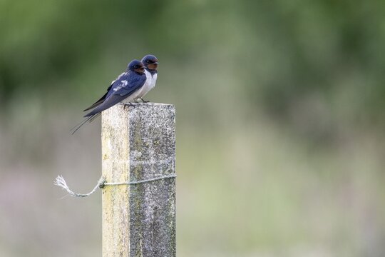 Barn Swallows (Hirundo rustica), Emsland, Lower Saxony, Germany