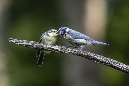 Blue tits (Parus caerulea), feeding young animals, Emsland, Lower Saxony, Germany