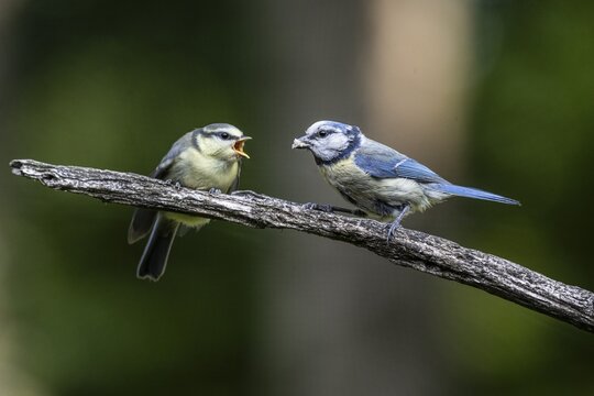 Blue tits (Parus caerulea), feeding young animals, Emsland, Lower Saxony, Germany