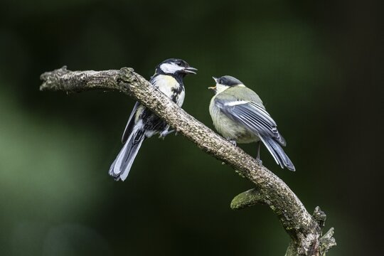 Great tits (Parus major), feeding young birds, Emsland, Lower Saxony, Germany