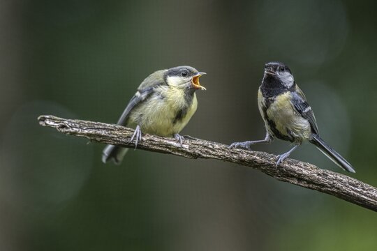 Great tits (Parus major), feeding young birds, Emsland, Lower Saxony, Germany