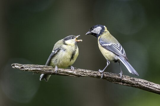 Great tits (Parus major), feeding young birds, Emsland, Lower Saxony, Germany