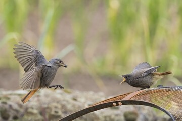 Female black redstart (Phoenicurus ochruros) approaching to feed a young bird on a wire mesh, Hesse, Germany
