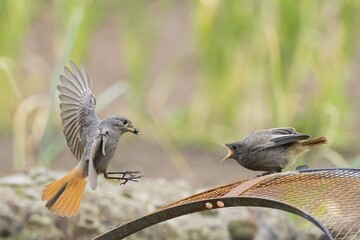 Female black redstart (Phoenicurus ochruros) approaching to feed a young bird on a wire mesh, Hesse, Germany