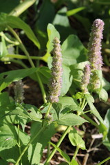 Anise hyssop, Agastache fenouil, Duftnessel, Agastaca fonecla, Hissopo anisado, Hisopo gigante, Agastache foeniculum, Lamiaceae