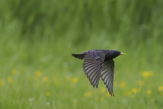A starling (Sturnus vulgaris) flies over a green meadow, yellow flowers in the background, Hesse, Germany - Powered by Adobe