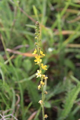 Common Agrimony, liverwort, church steeples, Aigremoine eupatoire - Agrimonia eupatoria - Rosaceae