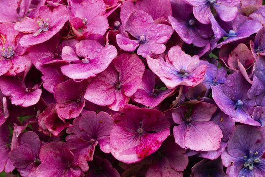 Raindrops on pink flowers of a hydrangea, Inverewe Gardens, Poolewe, Loch Ewe, Highlands, Highlands, Scotland, Great Britain