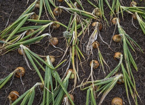 Onions (Allium cepa), onions in a bed, fruit and vegetable garden, Inverewe Gardens, Poolewe, Loch Ewe, Highlands, Highlands, Scotland, Great Britain