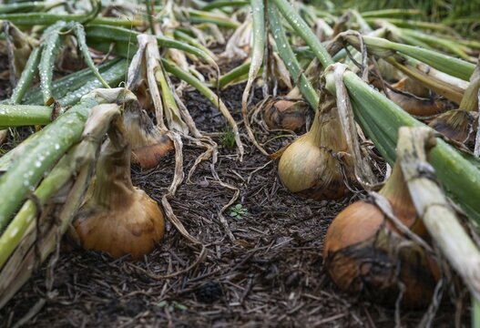 Onions (Allium cepa), onions in a bed, fruit and vegetable garden, Inverewe Gardens, Poolewe, Loch Ewe, Highlands, Highlands, Scotland, Great Britain