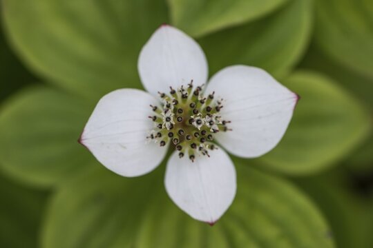 Canadian dogwood (Cornus canadensis), Emsland, Lower Saxony, Germany