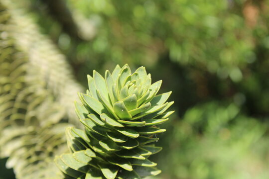 Monkey puzzle tree, D&eacute;sespoir des singes, Chilenische Araukarie, Pino del Cile, Arauc&aacute;ria do chile, Pino Chileno, Araucaria araucana, Araucariaceae