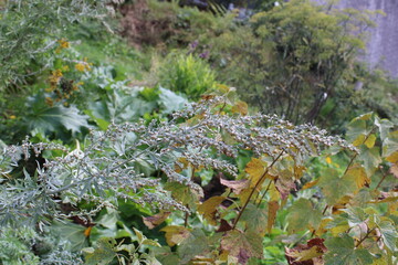 Absinthe wormwood, Absinthe commune, Echter Wermut, Assenzio vero, Losna, Ajenjo, Absintio, Artemisia absinthium, Asteraceae