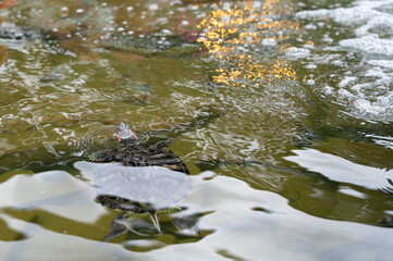 A Serene Turtle Swimming Gracefully in the Beautiful Reflection of the Water Surface