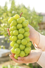 Fresh Green Grapes Held in Hands with Sunshine Bokeh Background