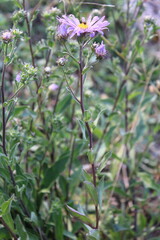 Michaelmas Aster, European Michaelmas daisy, Italian starwort, Marguerite de la Saint-Michel, Aster amelle - Aster amellus - Asteraceae