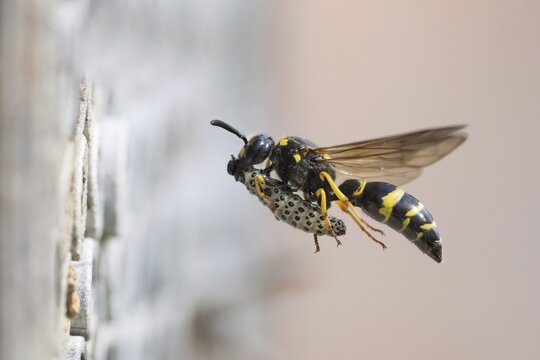 Large stem wasp (Symmorphus murarius), flying, transporting a leaf beetle larva (Chrysomelidae) into its nest tube, Hesse, Germany