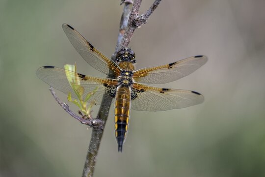 Four-spotted dragonfly (Libellula quadrimaculata), Province of Drenthe, Netherlands