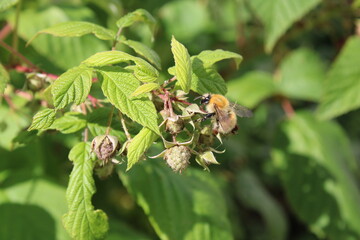 Large Carder Bee, Moss Carder Bee, Abejorro musgoso, Bombo muschio, Mooshummel, Bourdon des mousses, Bombus muscorum, Apidae