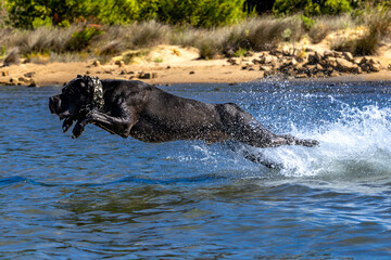 Black Cane Corso guard dog running in water, dog training, © dominikspalek.pl