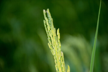 Close-up of Rice Plant in Paddy Field, Single green ear of rice, blurred green background.