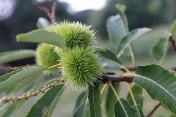 Sweet Chestnut, Châtaignier commun, Edelkastanie, Castagno, Castanheiro comum, Castaño común, Castanea sativa, Fagaceae