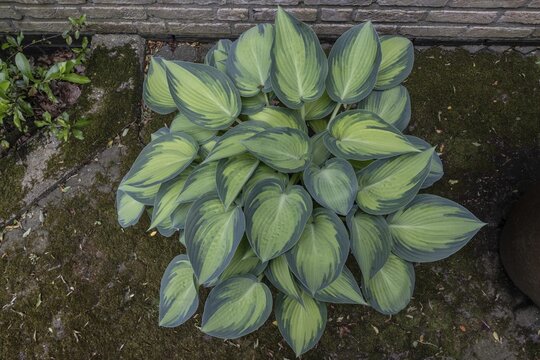 Funkia (Hosta June), Emsland, Lower Saxony, Germany