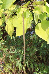 Southern catalpa, Catalpa commun, Trompetenbaum, Albero dei sigari, Árvore das trombetas, Catalpa bignonioides, Bignoniaceae
