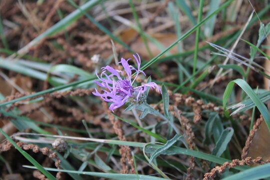 Meadow knapweed, French Hardhead, Brown scale Centaurea, Centaure jace, Tete de moineau, Wiesenflockenblume, Fiordaliso stoppione, Hierba de los burros, Centaurea jacea, Asteraceae