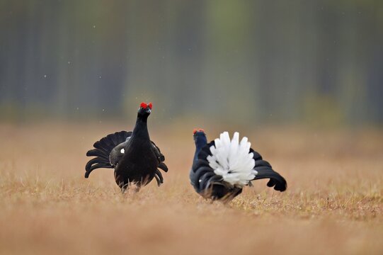 Black grouse (Lyrurus tetrix), two cocks in a show fight, Hedmark county, Norway