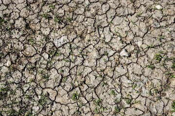 Dried out soil with small green plants, Baden-Württemberg, Germany