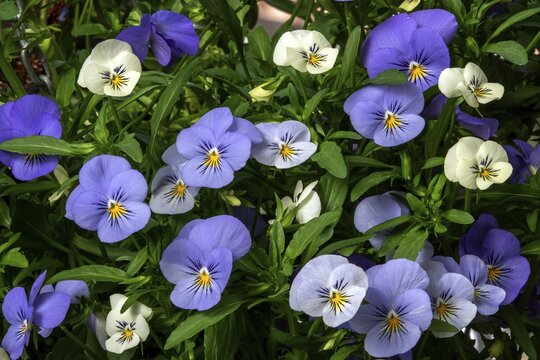 Pansy (Viola), blue and white flowering, Baden-W&uuml;rttemberg, Germany