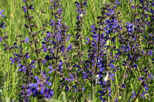 Meadow sage (Salvia pratensis), flowering, Baden-W&uuml;rttemberg, Germany
