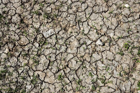 Dried out soil with small green plants, Baden-W&uuml;rttemberg, Germany