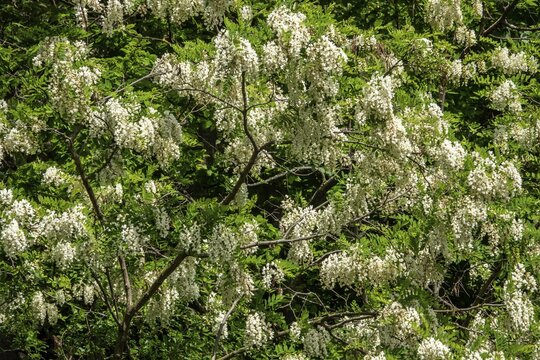 Common robinia (Robinia pseudoacacia), false acacia, flowering, Baden-W&uuml;rttemberg, Germany