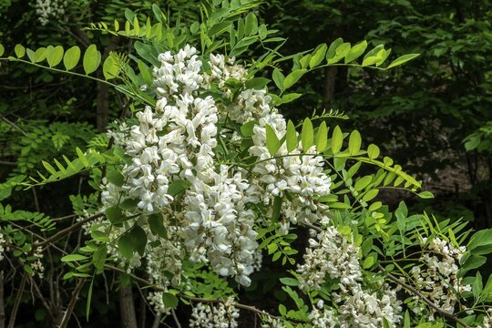 Common robinia (Robinia pseudoacacia), false acacia, flowering, Baden-W&uuml;rttemberg, Germany
