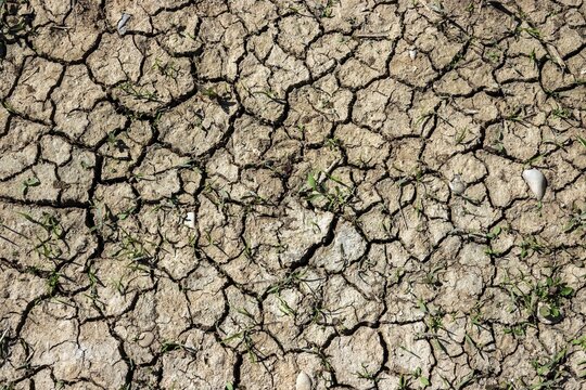 Dried out soil with small green plants, Baden-W&uuml;rttemberg, Germany
