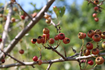 Common Hawthorn, Aubepine monogyne, Eingriffliger Weissdorn, Biancospino comune, Pilriteiro, Majuelo, Crataegus monogyna, Rosaceae