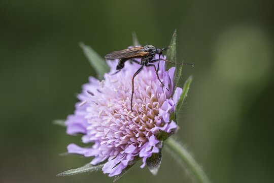 Dancing fly (Rhamphomyia) on field widow flower (Knautia arvensis), Emsland, Lower Saxony, Germany