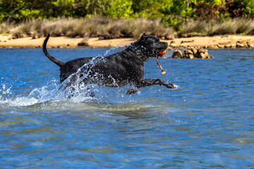 Black Cane Corso guard dog running in water, dog training, © dominikspalek.pl