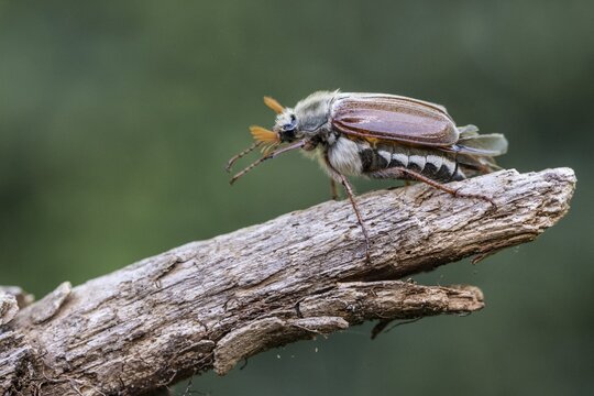 Cockchafer (Melolontha melolontha), Emsland, Lower Saxony, Germany