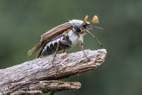 Cockchafer (Melolontha melolontha), Emsland, Lower Saxony, Germany