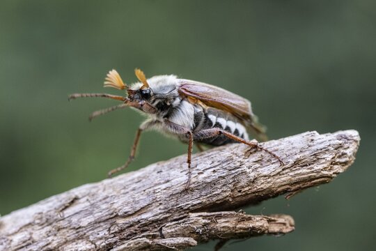 Cockchafer (Melolontha melolontha), Emsland, Lower Saxony, Germany