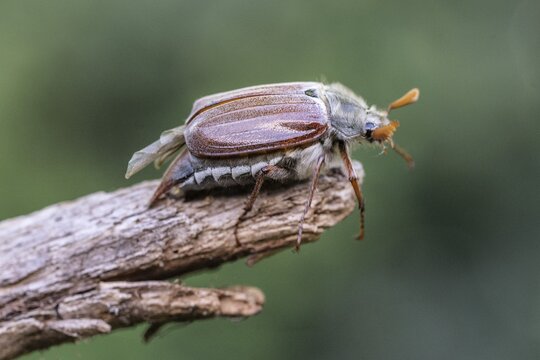Cockchafer (Melolontha melolontha), Emsland, Lower Saxony, Germany