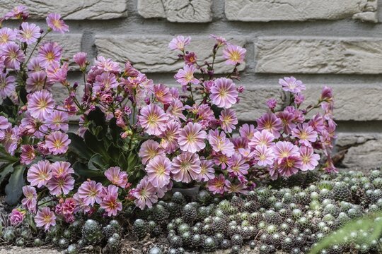 Bitterroot (Lewisia cotyledon Hybride), Emsland, Lower Saxony, Germany