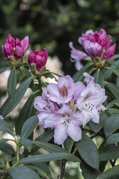 Rhododendron blossom (Rhododendron Bashful), Emsland, Lower Saxony, Germany