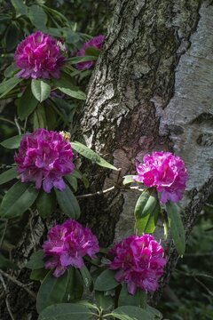 Rhododendron blossom (Rhododendron Catharine van Tol), Emsland, Lower Saxony, Germany