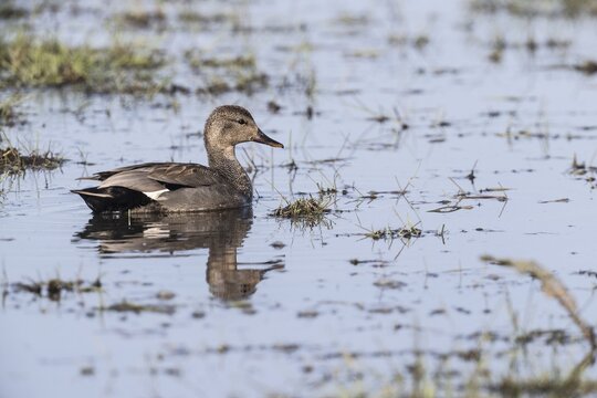 Gadwall (Mareca strepera), Lower Saxony, Germany