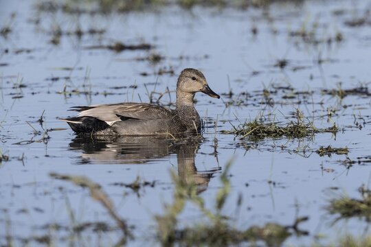 Gadwall (Mareca strepera), Lower Saxony, Germany